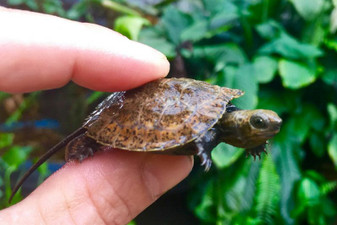 Japanese Wood Turtles for sale at The Turtle Source.