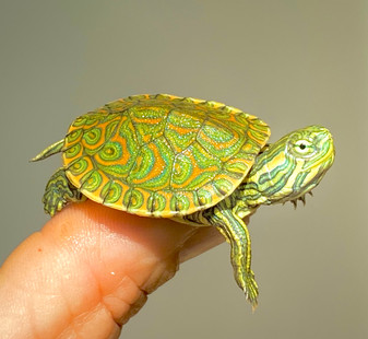 Pretty Mexican Ornate sliders for sale at The Turtle Source.