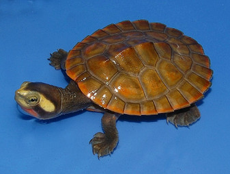 Pink Belly Side Necked Turtles for sale at The Turtle Source.