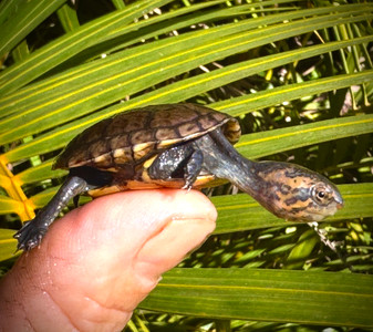 Red Cheek Mud hatchlings available at the turtle source