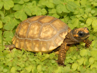 Yellow Footed Tortoises for sale at The turtle Source.