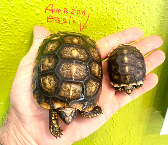 Amazon Basin Yellow Footed Tortoises for sale at The Turtle Source.