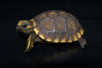 Black Yellow Footed Tortoises for sale