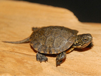 Western Pond Turtles for sale