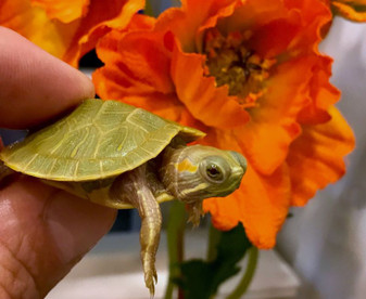 Lime green Albino Red Eared Sliders  for sale at The Turtle Source