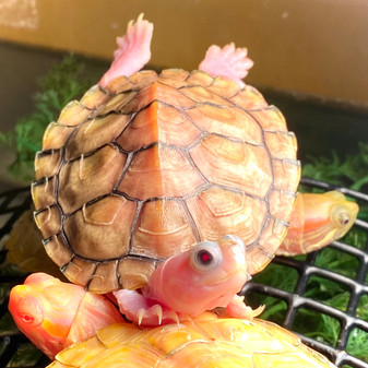 Caramel Pink Albino Red Eared Slider looking at you
