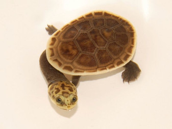 Parker's Snake-Necked Turtle