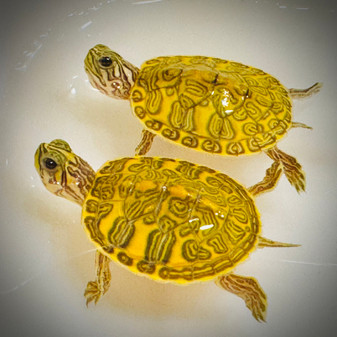 Cute T- Positive Albino Florida Red Belly Cooters available at The Turtle Source.