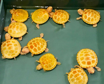 albino softshell turtle