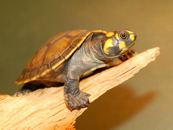 Best Amazon Yellow Spotted River Turtles For Sale