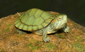 Red Eared Sliders for sale at The Turtle Source.