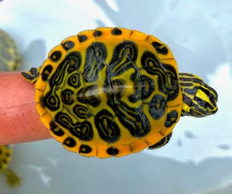 Golden flames Red Bellies for sale at The Turtle Source.