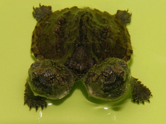 Two Headed Common Snapping Turtle Hatchling