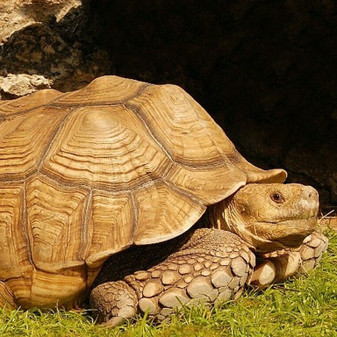 Profile of a large Adult Sulcata Tortoise