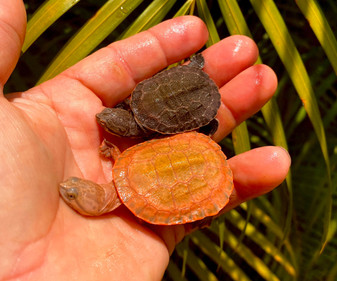 Razorback Musk Turtle CBB