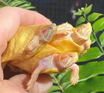 Lavender Paradox Albino Red Eared for sale at The Turtle Source.