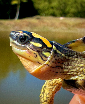 Beautiful Maracaibo Wood Turtles  for sale at The Turtle Source.