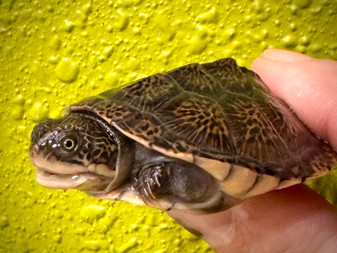 Adenson Terrapin turtle hatchling for sale at The Turtle Source.
