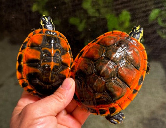 Super Golden Flame Florida Red Bellies for sale at The Turtle Source.