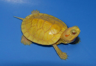 Lemon Yellow Albino Red Eared Sliders for sale