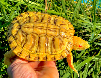 Lemon Yellow albino red eared sliders for sale at The Turtle Source.