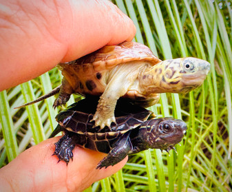 Hypo Reeves hatchlings for sale at the Turtle Source.