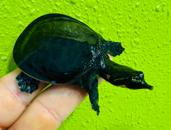 Black Florida Soft shelled turtle available at The Turtle Source.