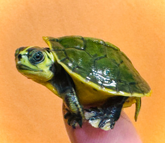 Cute Baby Green Ghost Turtle available at the Turtle Source.