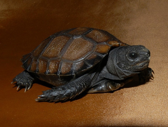 Burmese Black Mountain Tortoises for sale