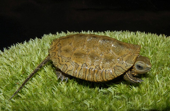 Caspian Pond Turtles for sale