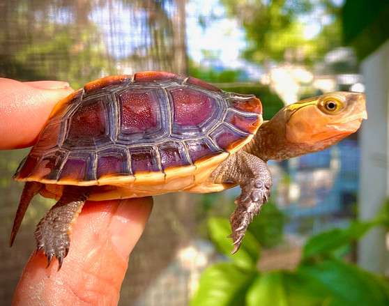Chinese Golden Box Turtle Hatchlings for sale at The Turtle Source.