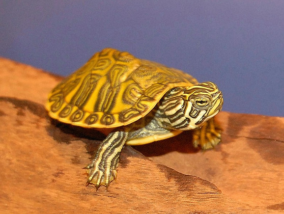 Florida Red Bellied Turtles - Hatchlings for sale at the Turtle Source.