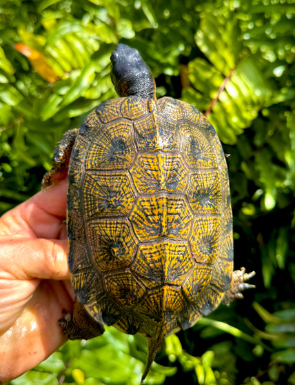 Adult High Yellow North American Wood at The Turtle Source.
