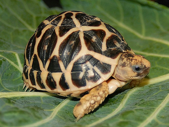 Indian Star Tortoises for sale