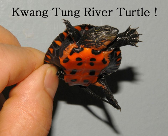 Kwangtung River Turtles for sale at The Turtle Source.