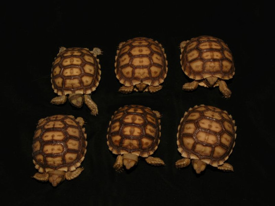 Patterened Sulcata Tortoises for sale at The Turtle Source.