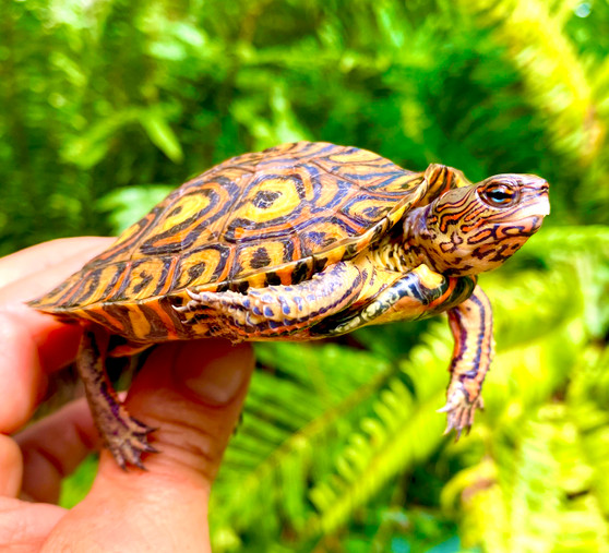 Painted Wood Turtles for sale at The Turtle Source.