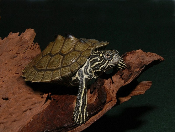 Southern Black Knobbed Sawback Map Turtle