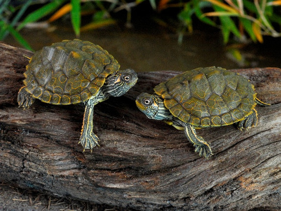Texas Map Turtles basking on a log