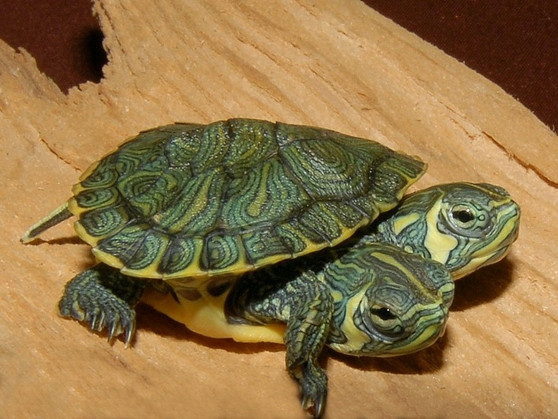 Two Headed Yellow Bellied Sliders for sale at The Turtle Source.