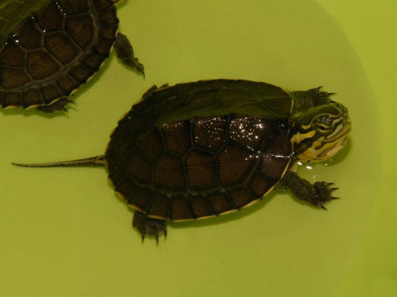 Vietnamese Pond Turtles for sale