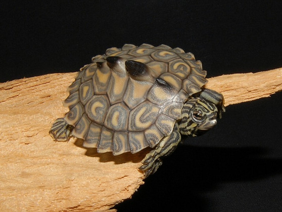 Yellow Blotched Map Turtles for sale