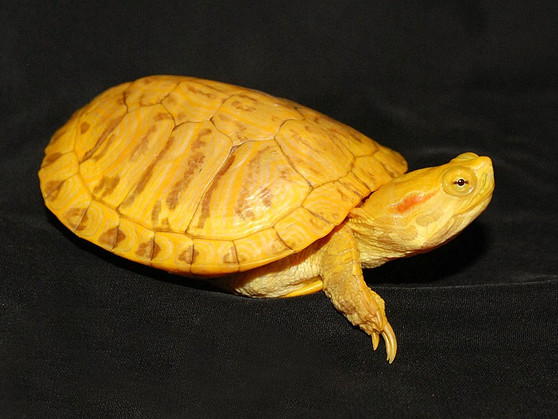 Golden Leucistic Red Eared Sliders for sale