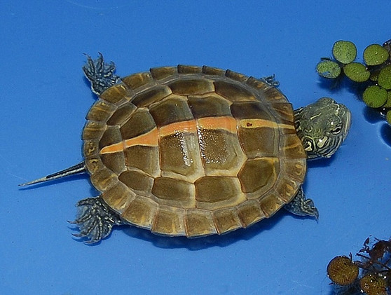 High Colored Southern Painted Turtles for sale