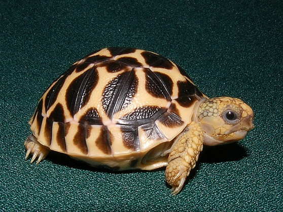 High Yellow Indian Star Tortoises for sale