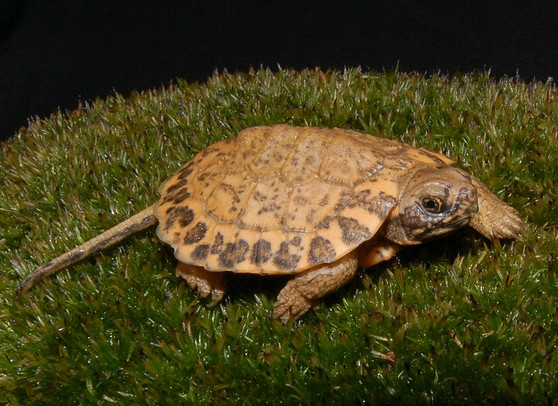 Hypo Pastel North American Wood Turtles for sale
