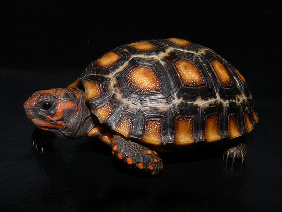 Ivory Cherry Head Red Footed Tortoises for sale