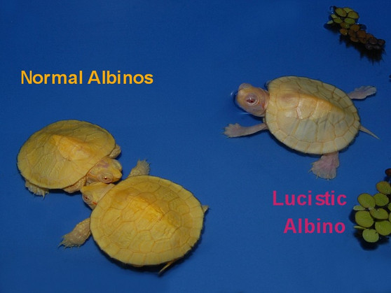 Leucistic Albino Red Eared Sliders for sale