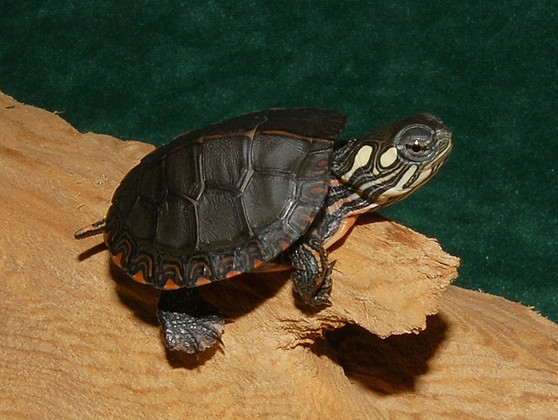 Midland Painted Turtles for sale