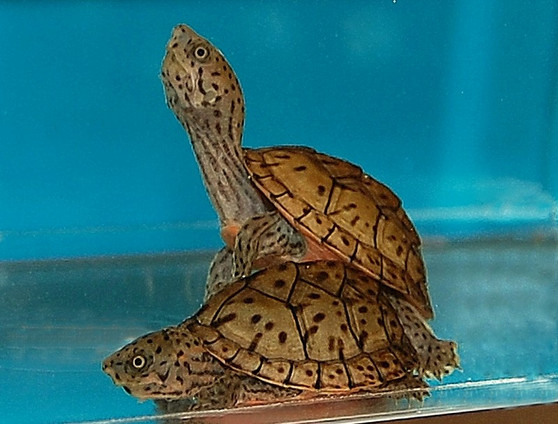 Baby Razorback Musk Turtles for sale at The Turtle Source.